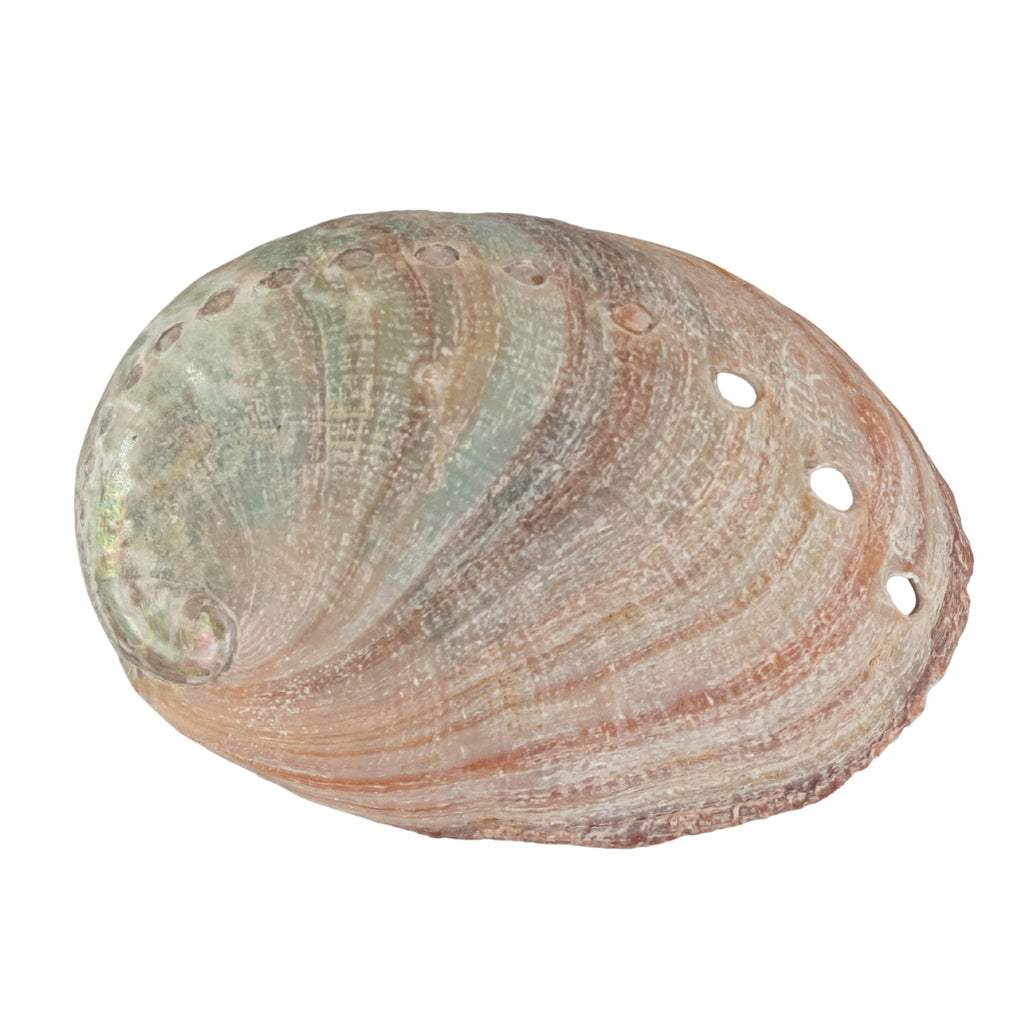 One Sided Polished Abalone Smudging Shell