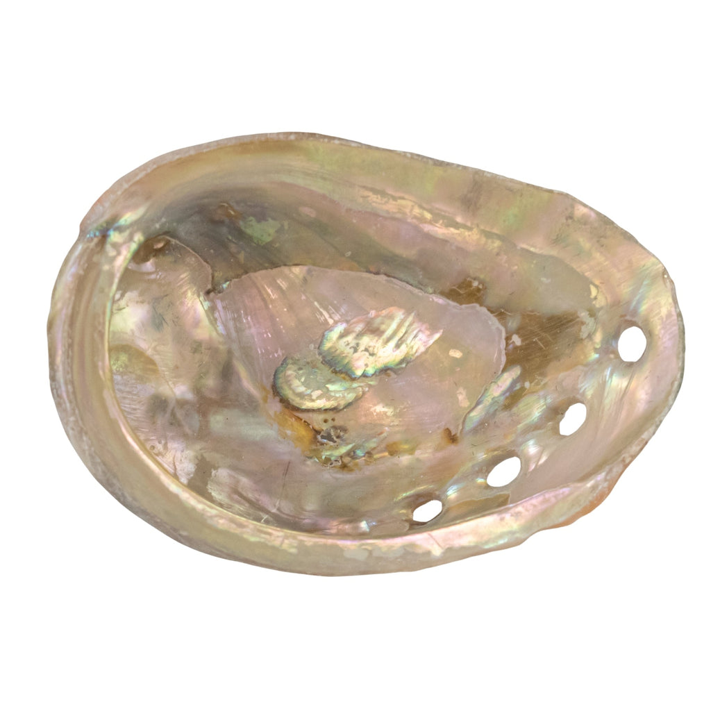 One Sided Polished Abalone Smudging Shell