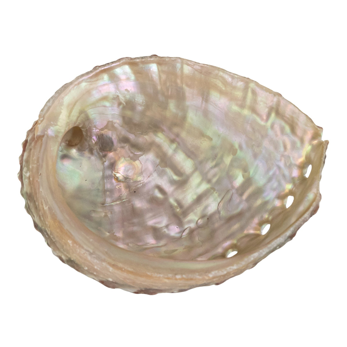 One Sided Polished Abalone Smudging Shell