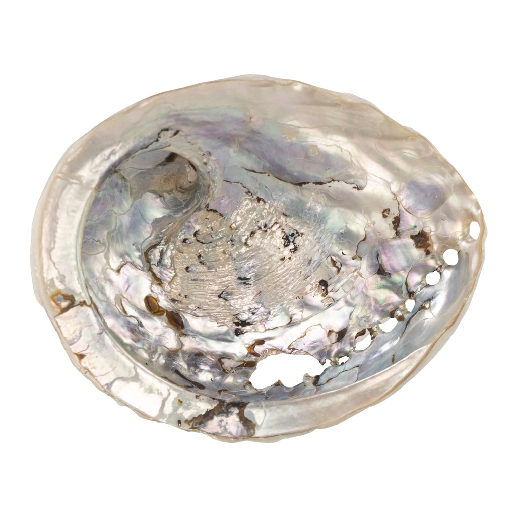 One Sided Polished Abalone Smudging Shell