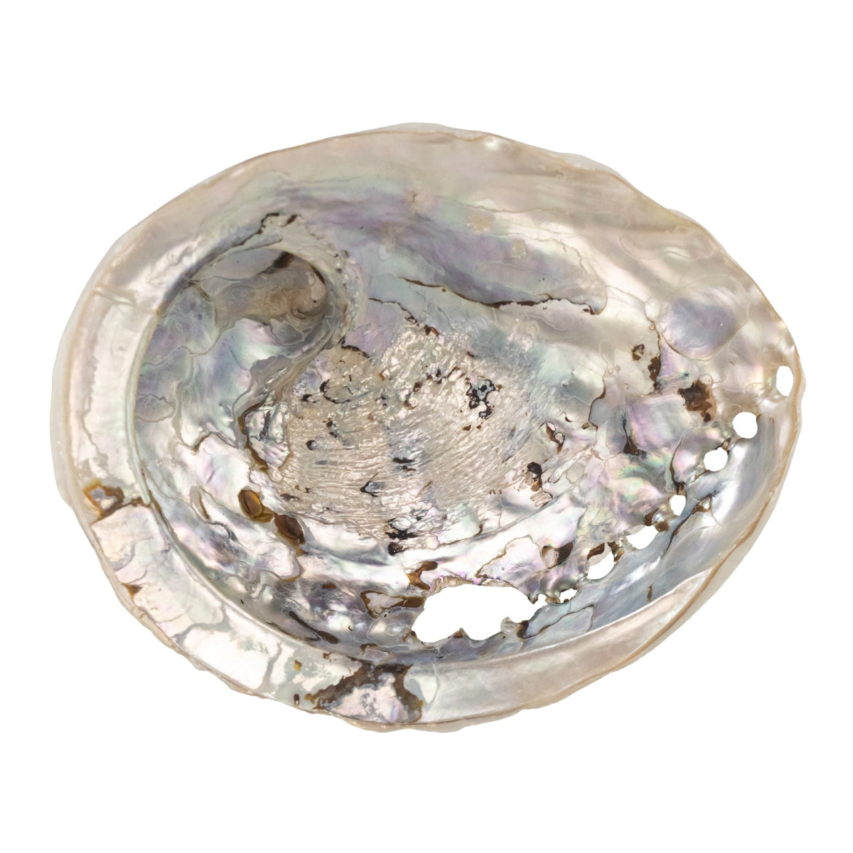 One Sided Polished Abalone Smudging Shell