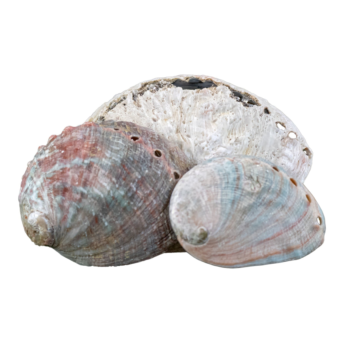 One Sided Polished Abalone Smudging Shell