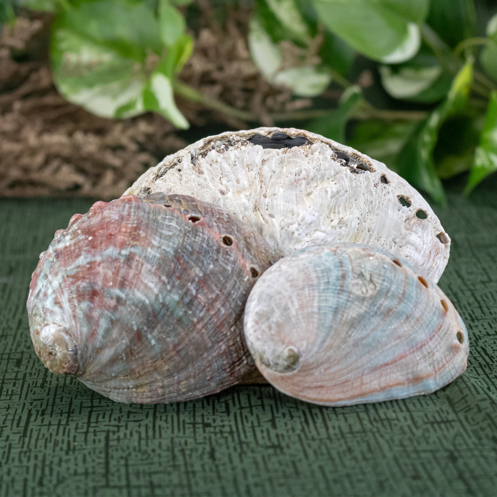 One Sided Polished Abalone Smudging Shell