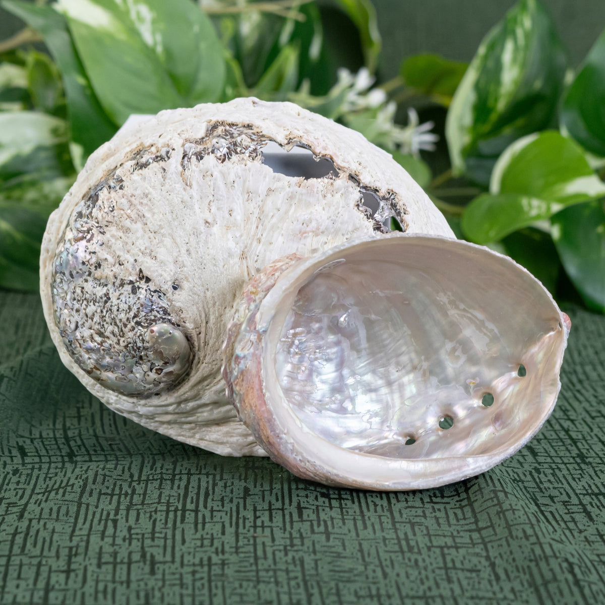 One Sided Polished Abalone Smudging Shell